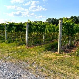 Meet your Posher, Carrie